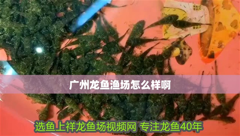 廣州龍魚漁場怎么樣啊