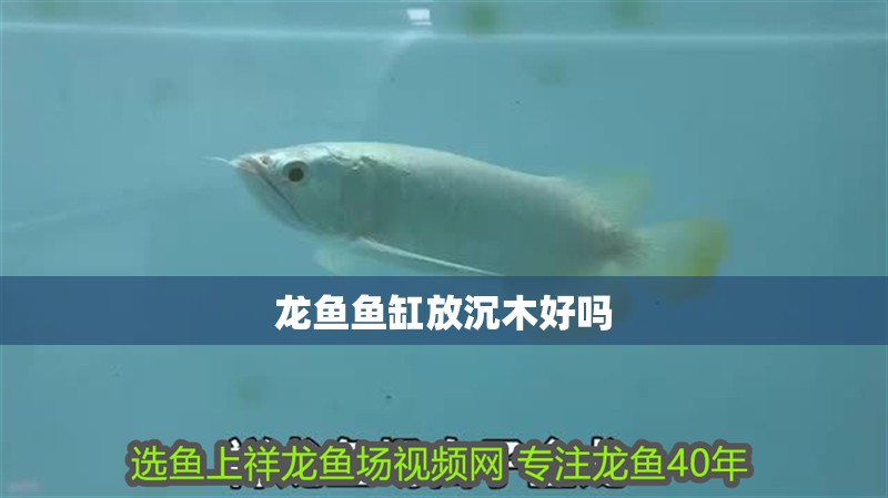 龍魚魚缸放沉木好嗎