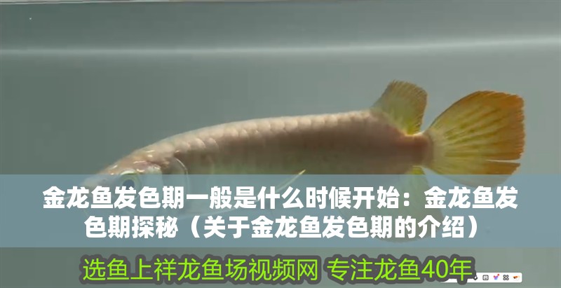 金龍魚發(fā)色期一般是什么時候開始：金龍魚發(fā)色期探秘（關(guān)于金龍魚發(fā)色期的介紹）