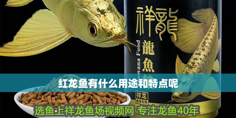 紅龍魚有什么用途和特點呢