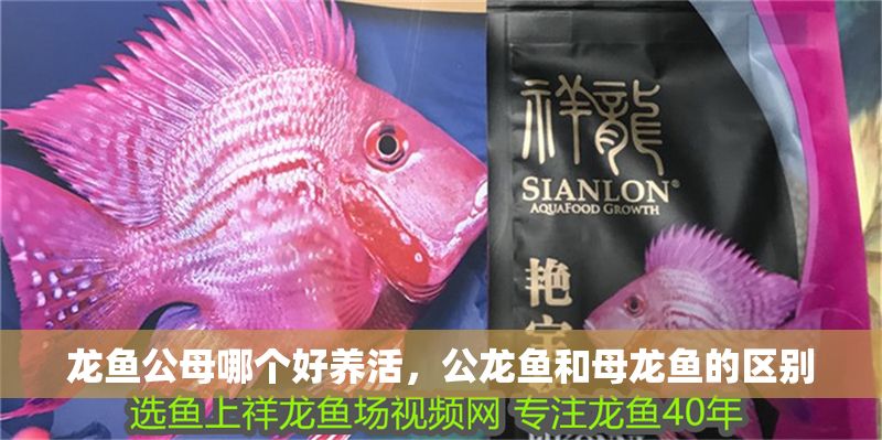 龍魚公母哪個好養活，公龍魚和母龍魚的區別