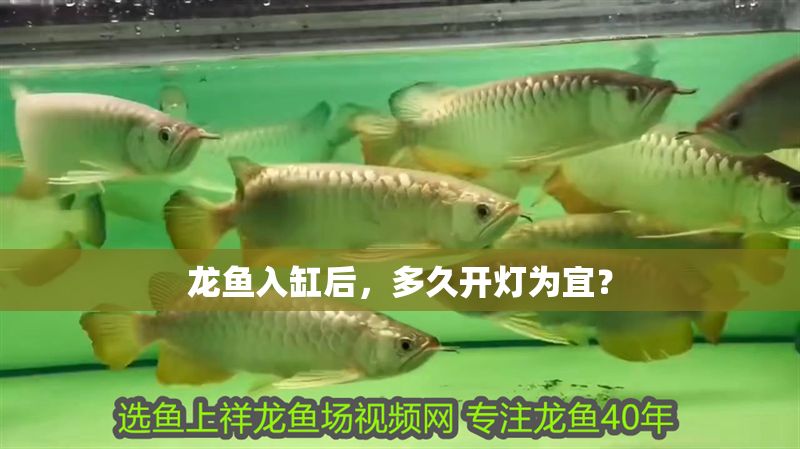 龍魚入缸后，多久開燈為宜？