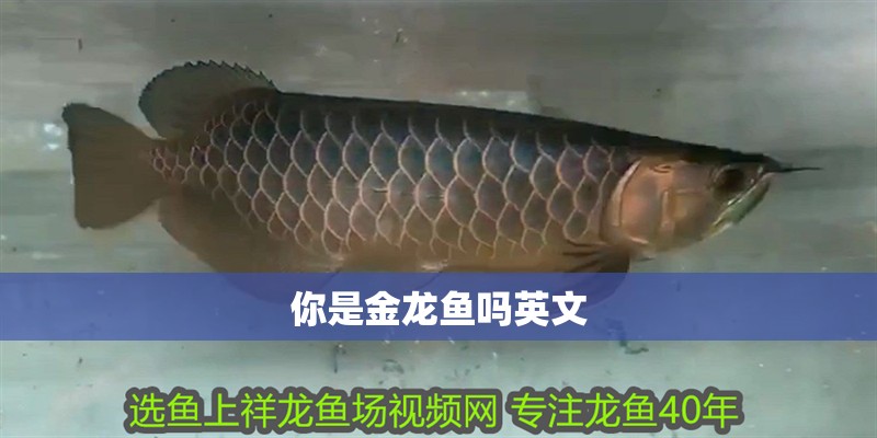 你是金龍魚嗎英文
