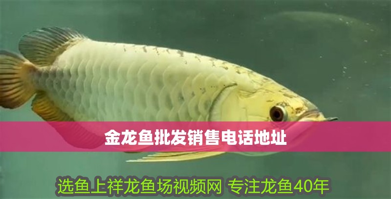 金龍魚批發銷售電話地址
