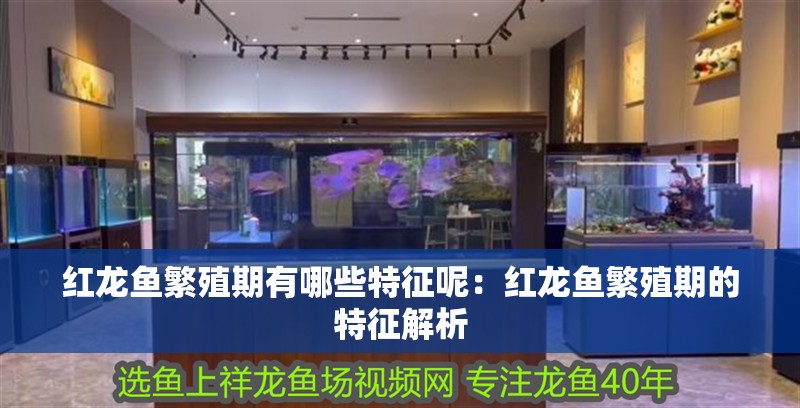 紅龍魚繁殖期有哪些特征呢：紅龍魚繁殖期的特征解析