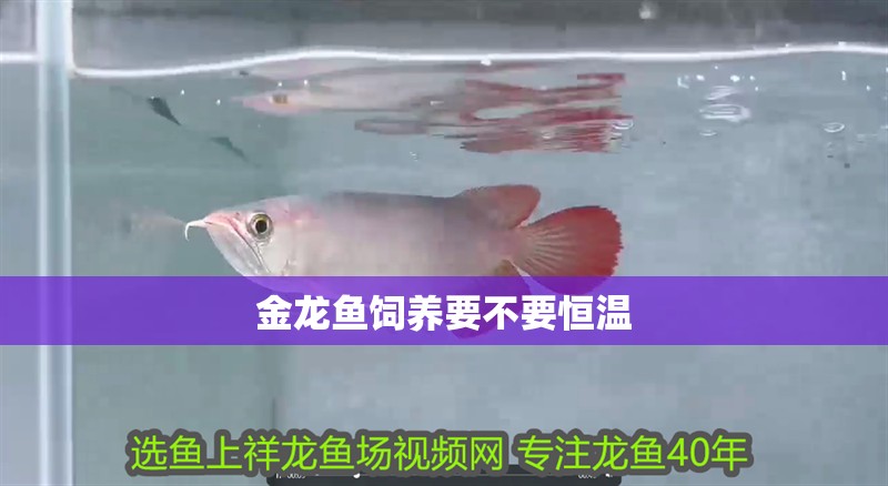 金龍魚飼養要不要恒溫