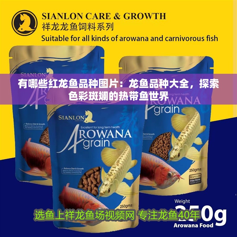 有哪些紅龍魚品種圖片：龍魚品種大全，探索色彩斑斕的熱帶魚世界