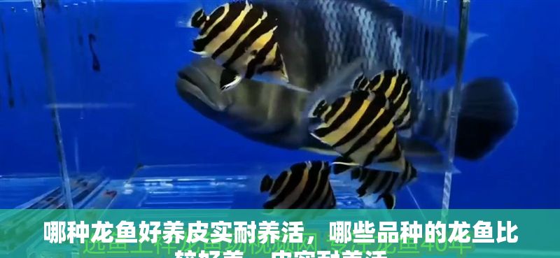 哪種龍魚好養皮實耐養活，哪些品種的龍魚比較好養，皮實耐養活