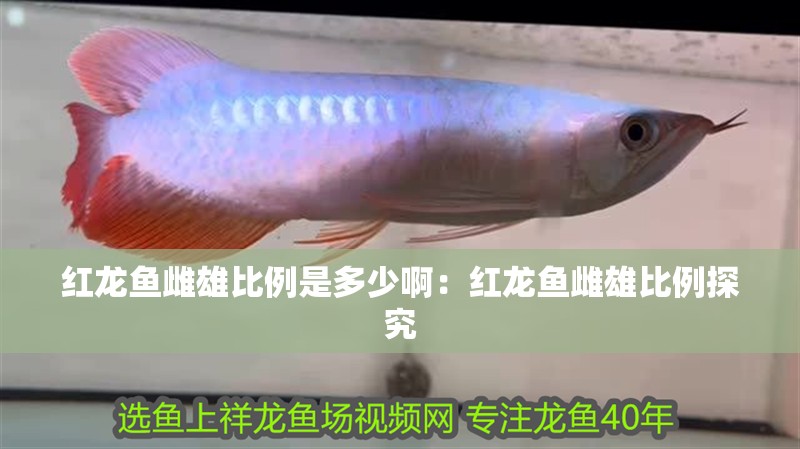 紅龍魚雌雄比例是多少啊：紅龍魚雌雄比例探究