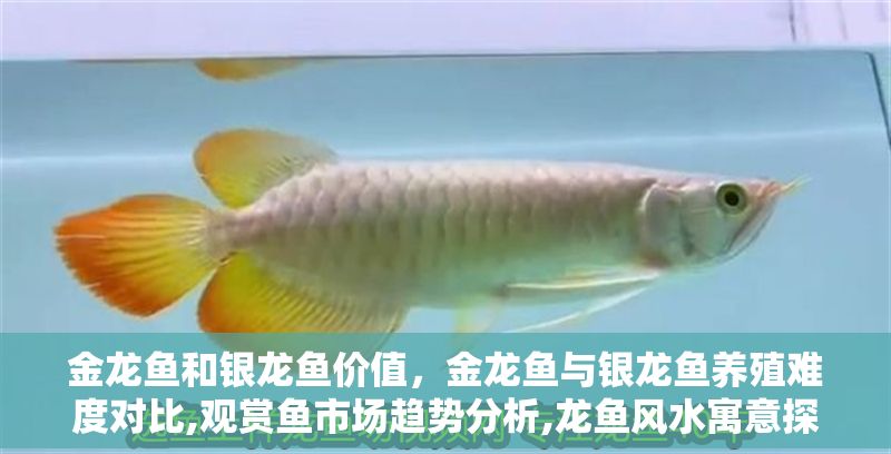 金龍魚和銀龍魚價值，金龍魚與銀龍魚養殖難度對比,觀賞魚市場趨勢分析,龍魚風水寓意探究