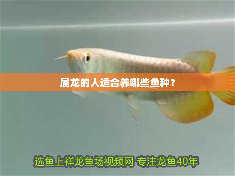屬龍的人適合養哪些魚種？