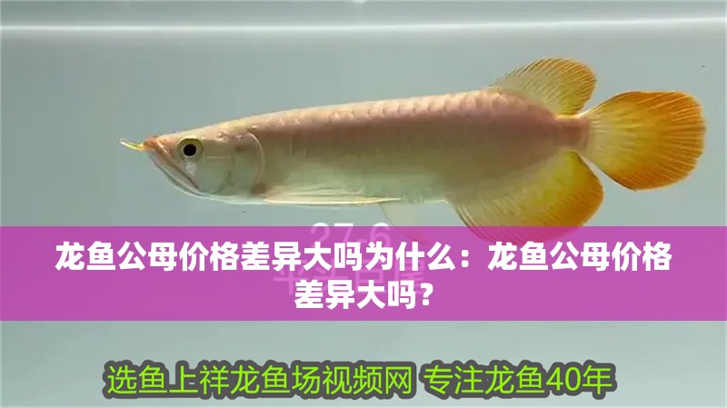 龍魚公母價(jià)格差異大嗎為什么：龍魚公母價(jià)格差異大嗎？