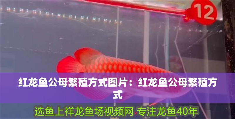 紅龍魚公母繁殖方式圖片：紅龍魚公母繁殖方式