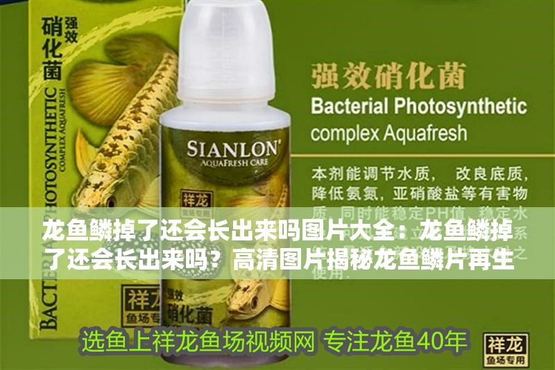 龍魚(yú)鱗掉了還會(huì)長(zhǎng)出來(lái)嗎圖片大全：龍魚(yú)鱗掉了還會(huì)長(zhǎng)出來(lái)嗎？高清圖片揭秘龍魚(yú)鱗片再生之謎