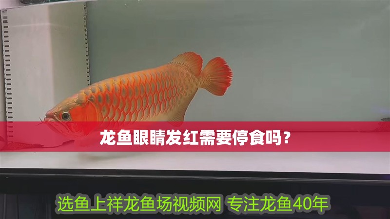 龍魚眼睛發(fā)紅需要停食嗎？