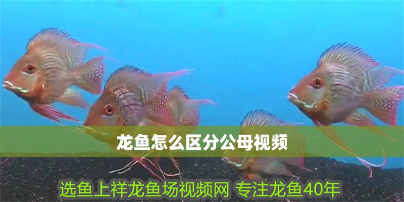 龍魚怎么區分公母視頻
