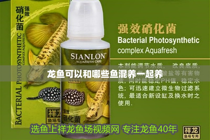 龍魚可以和哪些魚混養(yǎng)一起養(yǎng)