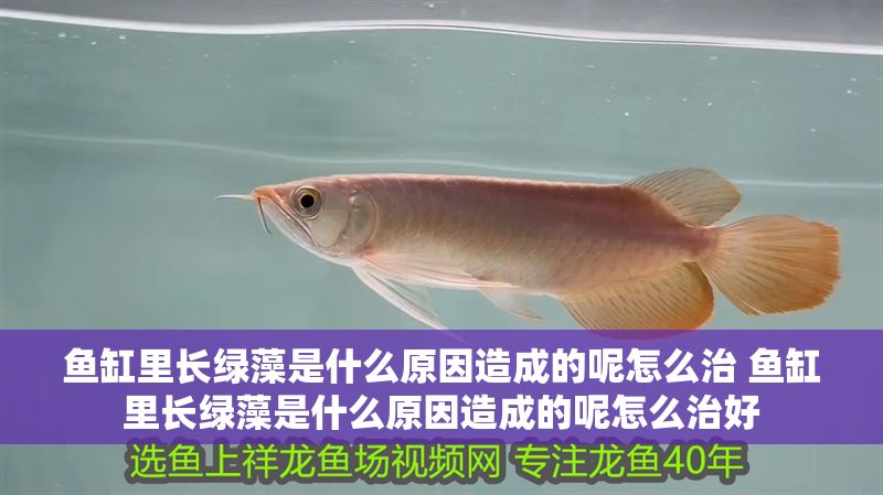 魚缸里長綠藻是什么原因造成的呢怎么治 魚缸里長綠藻是什么原因造成的呢怎么治好