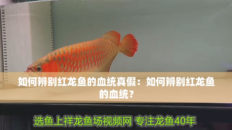 如何辨別紅龍魚的血統真假：如何辨別紅龍魚的血統？
