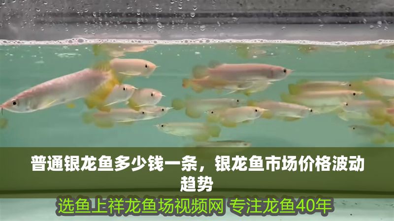 普通銀龍魚多少錢一條，銀龍魚市場價格波動趨勢