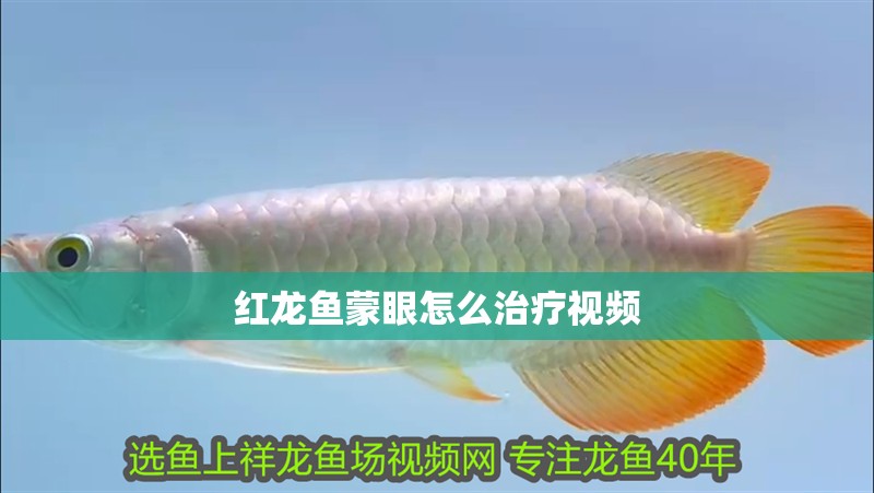 紅龍魚(yú)蒙眼怎么治療視頻