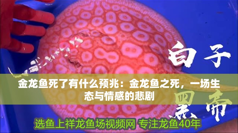 金龍魚死了有什么預(yù)兆：金龍魚之死，一場(chǎng)生態(tài)與情感的悲劇