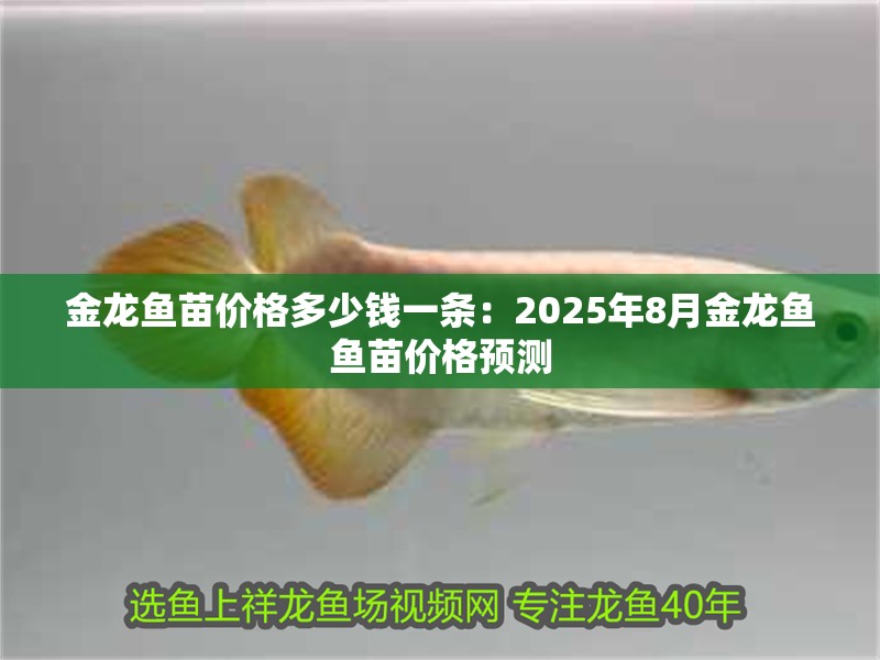 金龍魚苗價格多少錢一條：2025年8月金龍魚魚苗價格預測