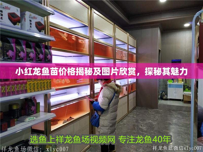 小紅龍魚苗價格揭秘及圖片欣賞，探秘其魅力