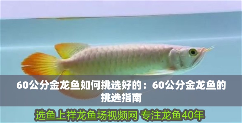 60公分金龍魚如何挑選好的：60公分金龍魚的挑選指南