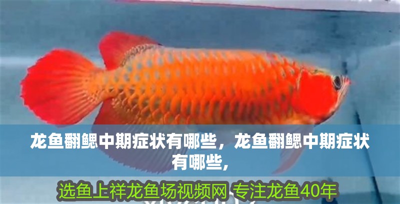 龍魚翻鰓中期癥狀有哪些，龍魚翻鰓中期癥狀有哪些,
