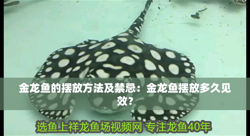 金龍魚的擺放方法及禁忌：金龍魚擺放多久見效？