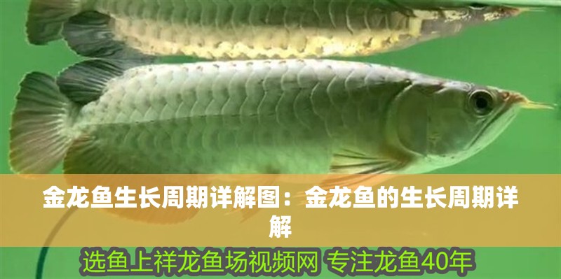 金龍魚(yú)生長(zhǎng)周期詳解圖：金龍魚(yú)的生長(zhǎng)周期詳解