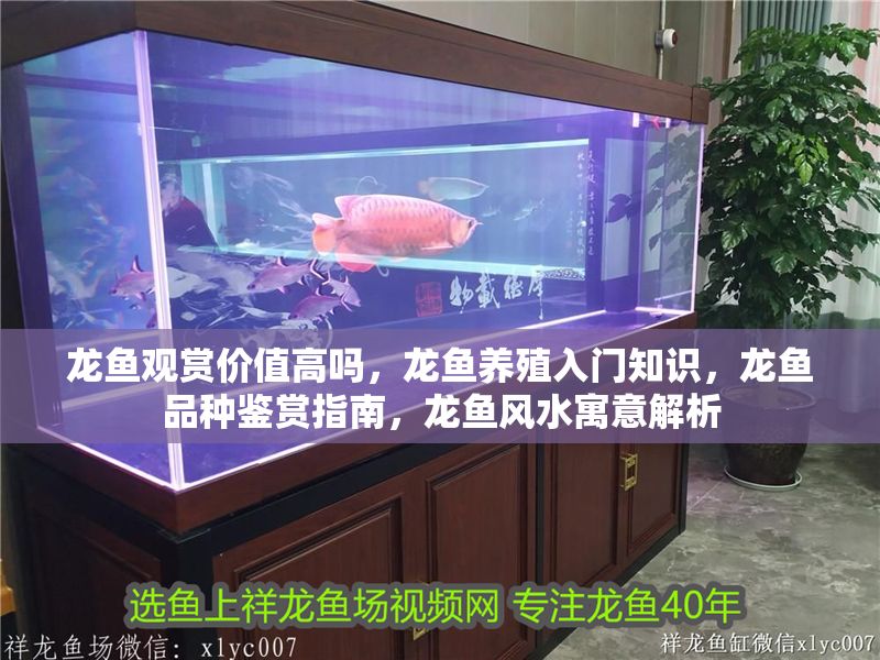 龍魚觀賞價值高嗎，龍魚養殖入門知識，龍魚品種鑒賞指南，龍魚風水寓意解析