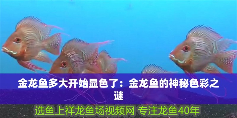 金龍魚多大開始顯色了：金龍魚的神秘色彩之謎