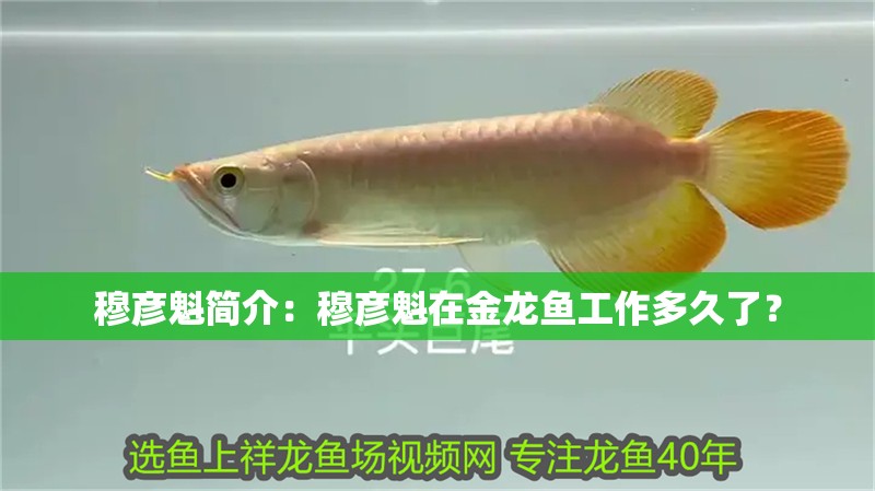 穆彥魁簡介：穆彥魁在金龍魚工作多久了？