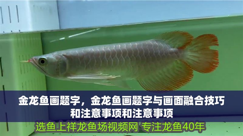 金龍魚畫題字，金龍魚畫題字與畫面融合技巧和注意事項和注意事項