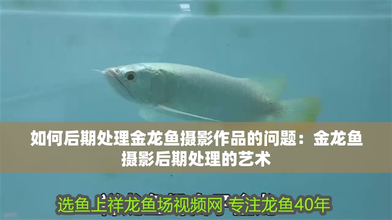如何后期處理金龍魚(yú)攝影作品的問(wèn)題：金龍魚(yú)攝影后期處理的藝術(shù)