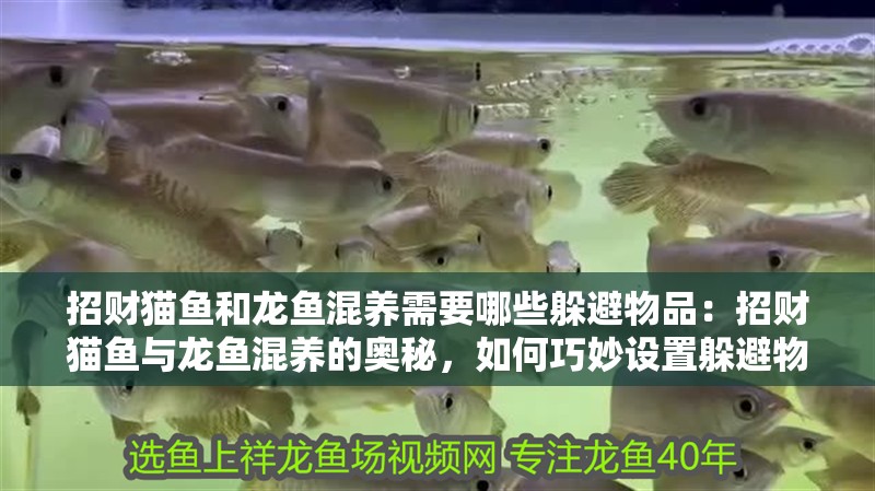 招財(cái)貓魚和龍魚混養(yǎng)需要哪些躲避物品：招財(cái)貓魚與龍魚混養(yǎng)的奧秘，如何巧妙設(shè)置躲避物（招財(cái)貓魚和龍魚混養(yǎng)需要注意什么？）