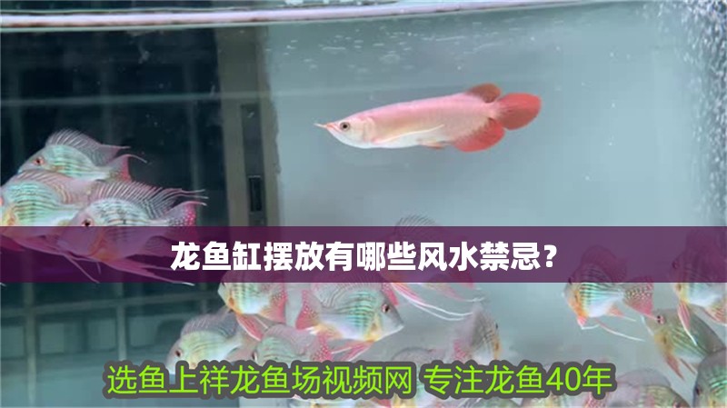 龍魚缸擺放有哪些風水禁忌？