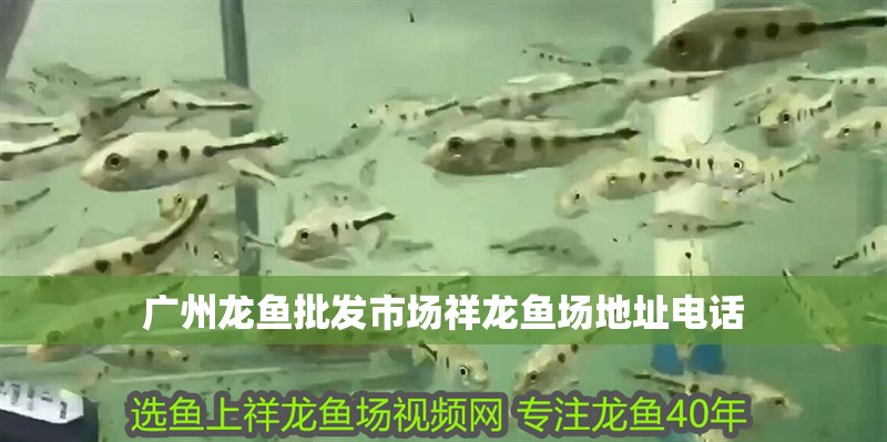 廣州龍魚批發(fā)市場祥龍魚場地址電話