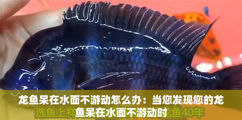 龍魚呆在水面不游動怎么辦：當您發現您的龍魚呆在水面不游動時