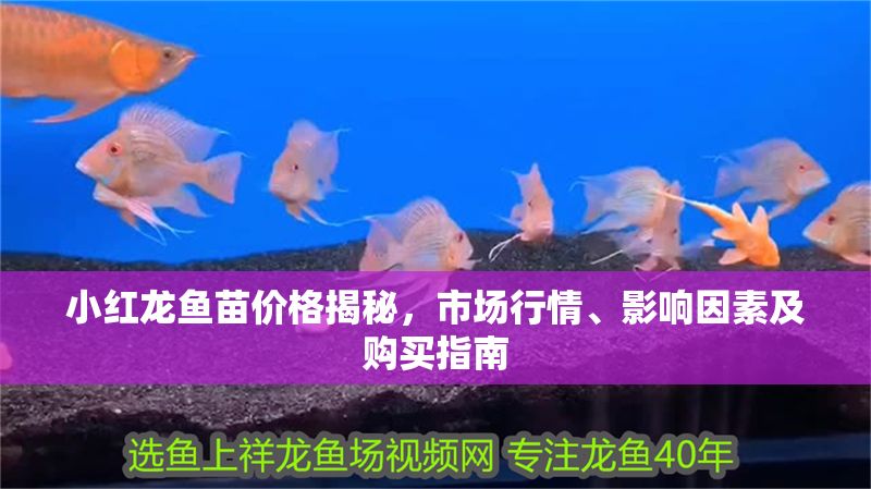 小紅龍魚苗價格揭秘，市場行情、影響因素及購買指南