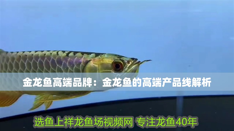 金龍魚高端品牌：金龍魚的高端產品線解析