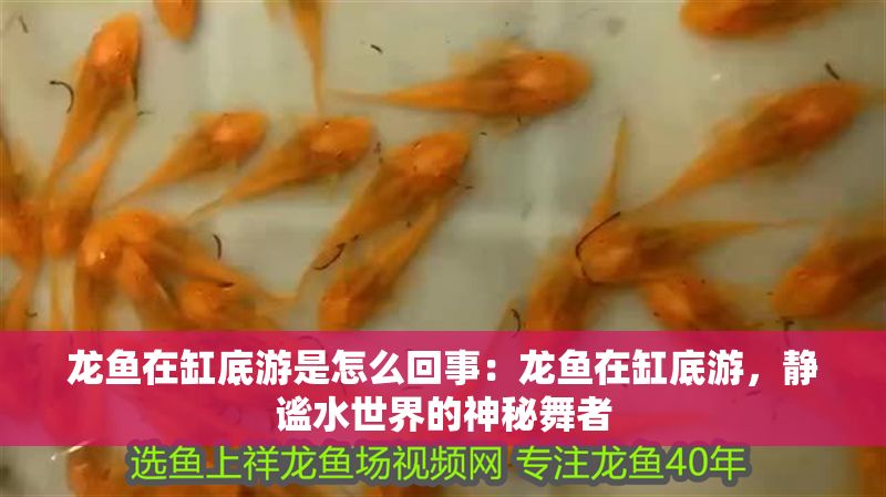 龍魚在缸底游是怎么回事：龍魚在缸底游，靜謐水世界的神秘舞者
