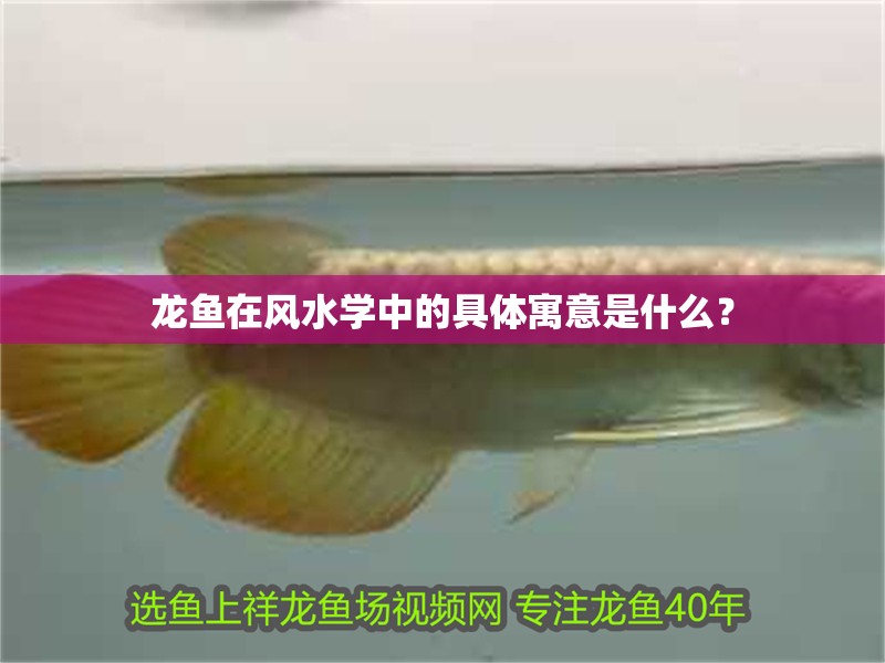 龍魚在風水學中的具體寓意是什么？