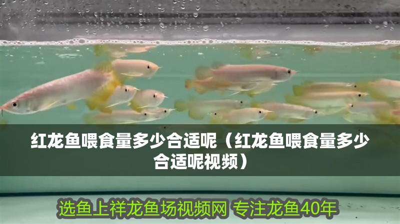 紅龍魚(yú)喂食量多少合適呢（紅龍魚(yú)喂食量多少合適呢視頻）