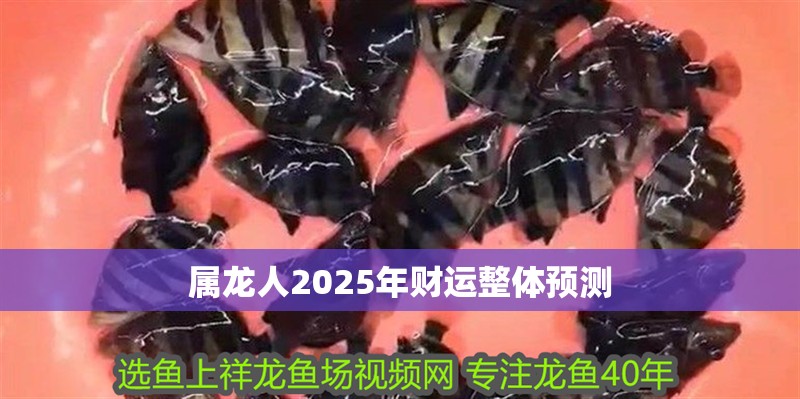 屬龍人2025年財運整體預測