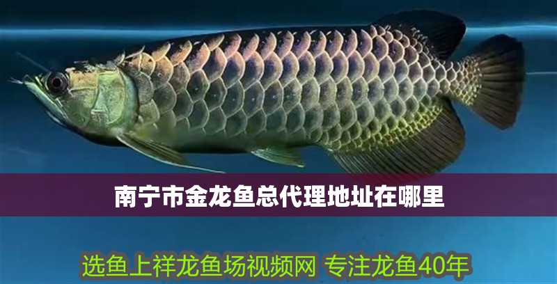 龍魚要多少度水溫洗澡最好養：關于龍魚水溫控制的一些實踐