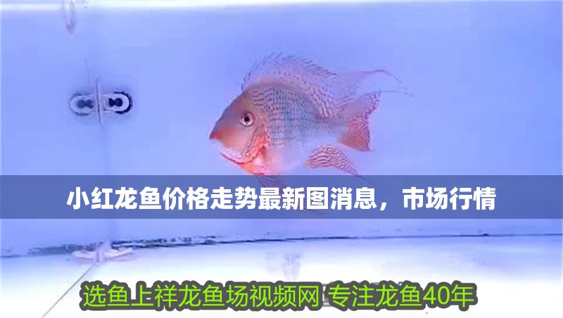 小紅龍魚(yú)價(jià)格走勢(shì)最新圖消息，市場(chǎng)行情
