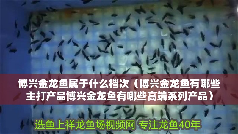 博興金龍魚屬于什么檔次（博興金龍魚有哪些主打產品博興金龍魚有哪些高端系列產品）